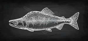 Chalk sketch of pink salmon - vector clip art