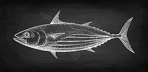 Chalk sketch of skipjack tuna - vector clipart / vector image