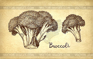 Ink sketch of broccoli - vector clipart