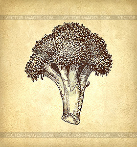 Ink sketch of broccoli - royalty-free vector clipart