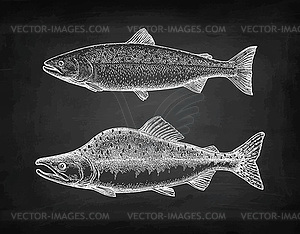 Chalk sketch of pink salmon - vector image