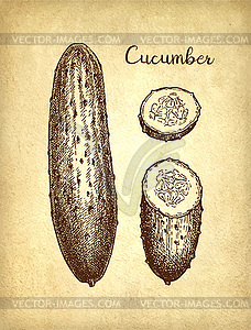 Ink sketch of cucumber - vector clipart