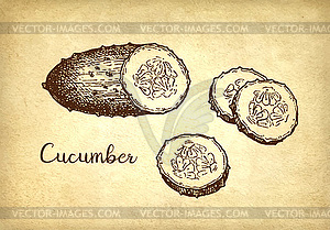 Ink sketch of cucumber - vector image