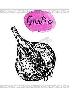 Ink sketch of garlic - vector image