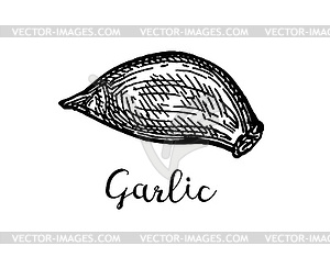 Ink sketch of garlic - vector clip art