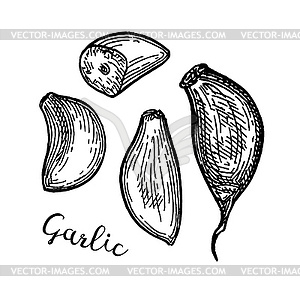 Ink sketch of garlic - vector image