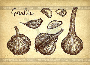 Ink sketch of garlic - vector clipart