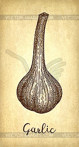 Ink sketch of garlic - vector image