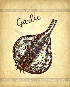 Ink sketch of garlic - vector clipart