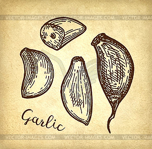 Ink sketch of garlic - vector image