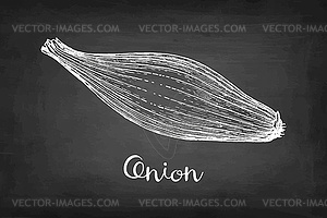 Chalk sketch of onion - vector clip art