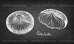 Chalk sketch of onion - vector clipart