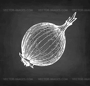 Chalk sketch of onion - vector clip art