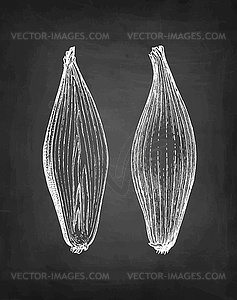 Chalk sketch of onion - vector clipart