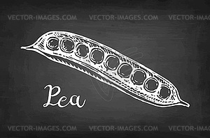 Chalk sketch of pea - vector clipart