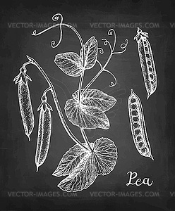 Chalk sketch of pea - vector clip art