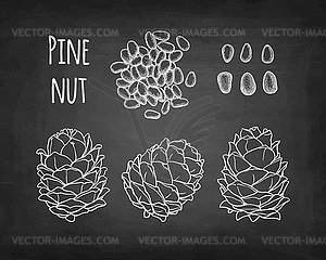 Chalk sketch of pine nut - vector clipart