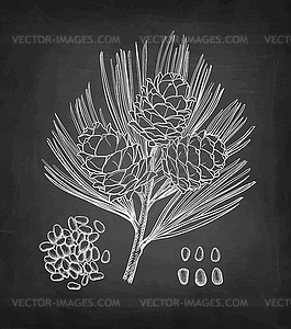 Chalk sketch of pine nut - vector image