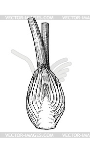 Ink sketch of fennel bulbs - vector image