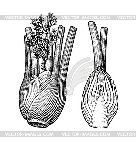 Ink sketch of fennel bulbs - vector clipart