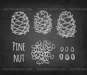 Chalk sketch of pine nut - vector image