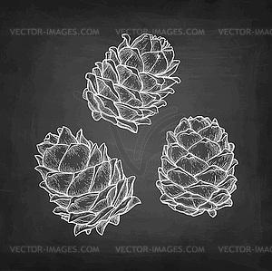 Chalk sketch of pine nut - vector clipart