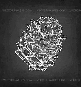 Chalk sketch of pine nut - vector image