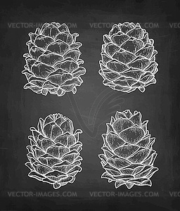 Chalk sketch of pine nut - vector image