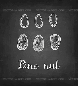 Chalk sketch of pine nut - vector clipart