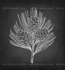 Chalk sketch of pine nut - vector image