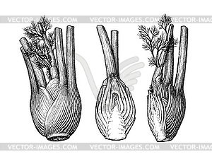 Ink sketch of fennel bulbs - vector EPS clipart