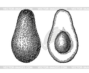 Эскиз авокадо тушью - векторизованный клипарт