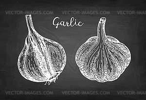 Chalk sketch of garlic - vector clipart