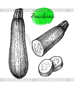 Ink sketch of zucchini - vector image