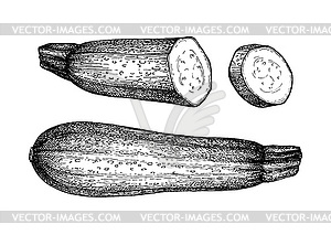 Набросок тушью кабачка - рисунок в векторе