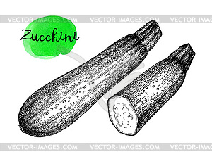 Ink sketch of zucchini - vector clipart