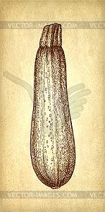 Ink sketch of zucchini - vector clipart