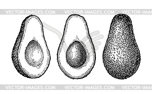 Ink sketch of avocado - vector clip art
