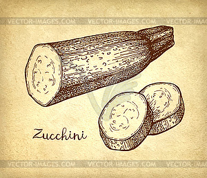 Ink sketch of zucchini - vector image