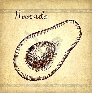 Ink sketch of avocado - vector clip art