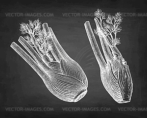 Chalk sketch of fennel bulbs - vector clip art