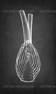 Chalk sketch of fennel bulbs - vector clipart