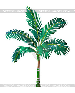 Palm tree - vector image