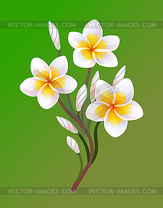 Blooming plumeria - color vector clipart