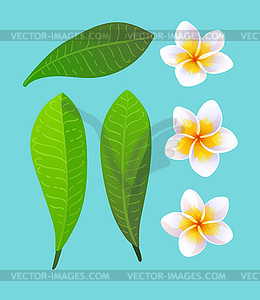 Plumeria flowers - vector clipart