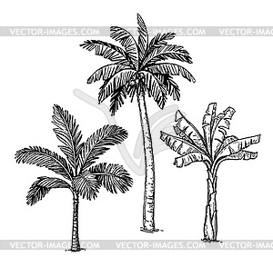 Ink sketch of palm trees - vector clipart