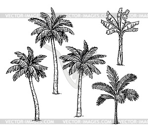 Collection of palm trees - vector clipart