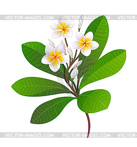 Blooming plumeria - vector clip art