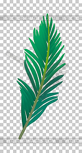 Palm tree leaf - vector clipart