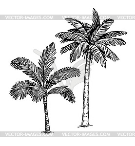 Ink sketch of palm trees - vector clipart